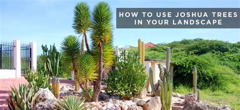 joshua tree landscaping.
